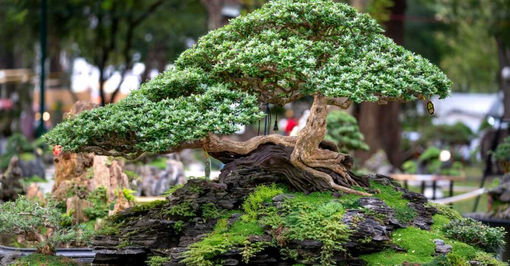 Do Bonsai Trees Lose Their Leaves In The Winter
