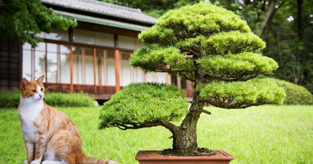 are bonsai trees poisonous to cats