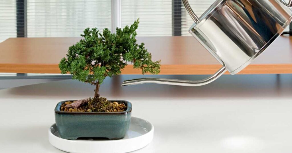 do bonsai trees need water