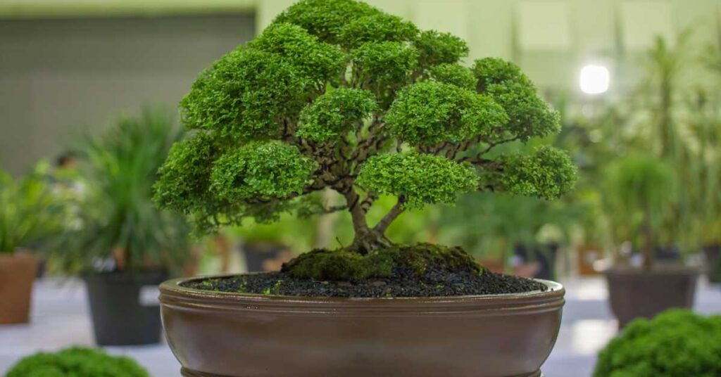 Where Should You Place Your Bonsai Tree At Home
